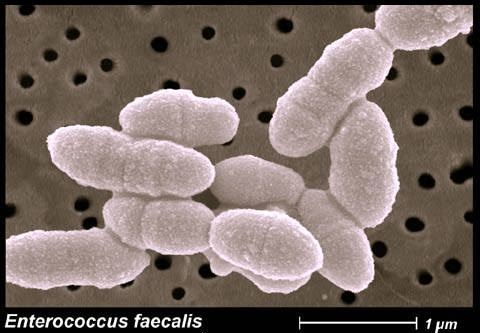 Baktérie z rodu Enterokokov